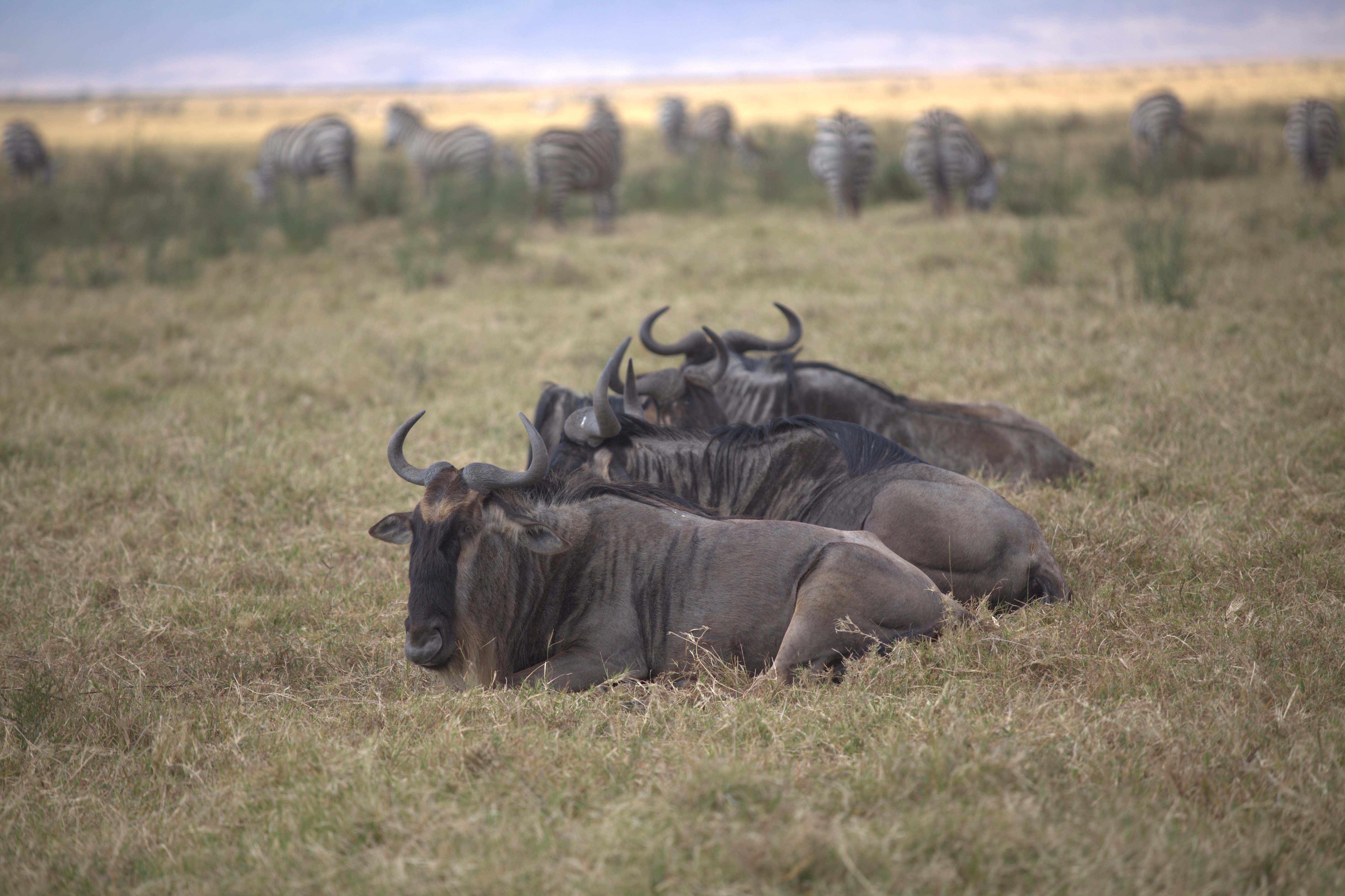 8 Jours Safari Grande Migration du Serengeti & Traversée de la Rivière Mara - Serengeti central vers le parc national du Serengeti nord - Photo du jour