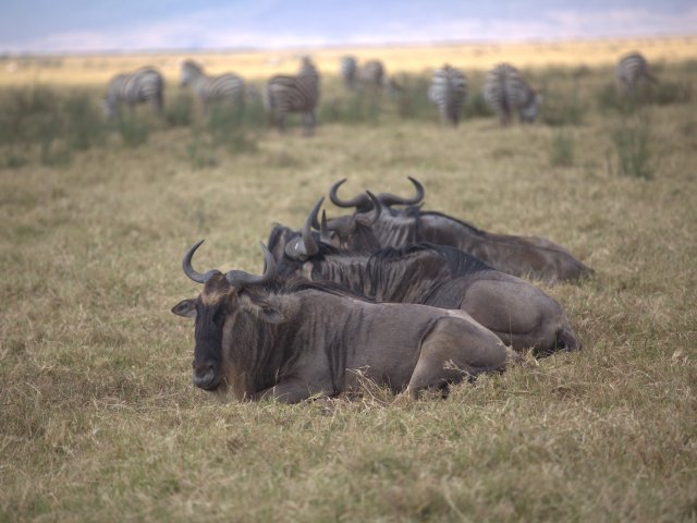 8 Jours Safari Grande Migration du Serengeti & Traversée de la Rivière Mara