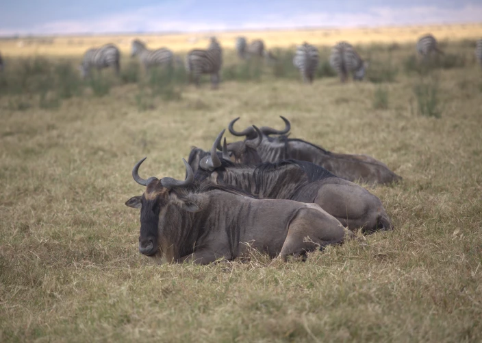 8 Days Serengeti Great Migration & Mara River Crossing Safari - Central Serengeti to Northern Serengeti National Park - Photo of the day