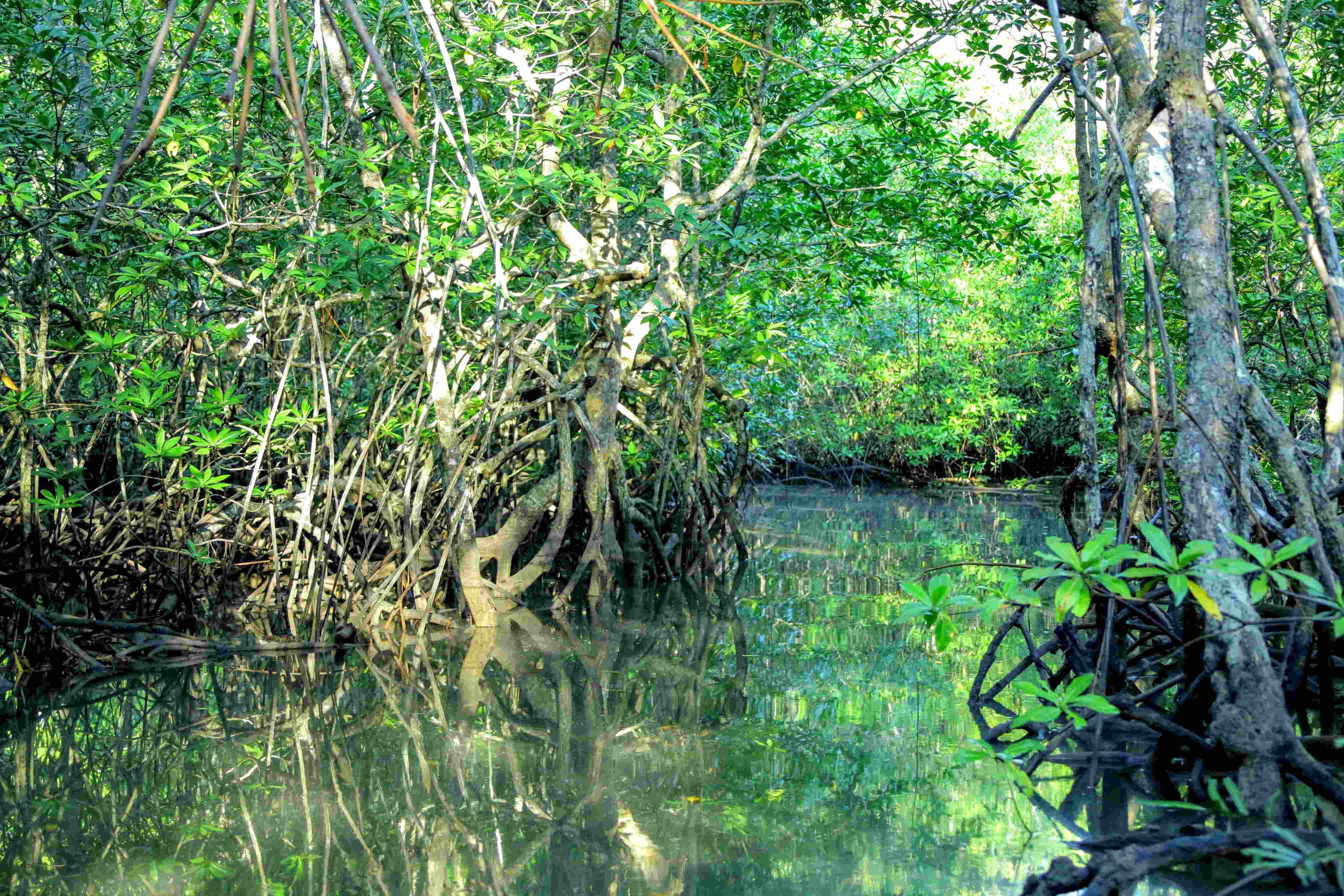 Gran Tour en el país del oro verde - Uvita - Sierpe - Drake (2h30) - Uvita - Sierpe - Drake (2h30)