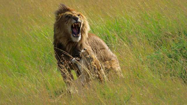 Safari de 7 jours de la Grande Migration : Tarangire, Serengeti & Ngorongoro