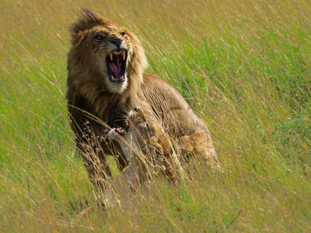 Safari de 7 jours de la Grande Migration : Tarangire, Serengeti & Ngorongoro