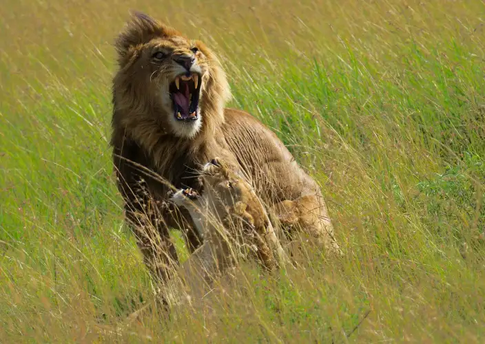 Safari de 7 jours de la Grande Migration : Tarangire, Serengeti & Ngorongoro - Voyage vers le Serengeti central & Safari en véhicule l’après-midi - Photo du jour