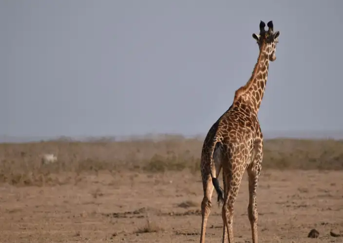 Experiência de Safari de 3 Dias em Amboseli - null - Foto do dia