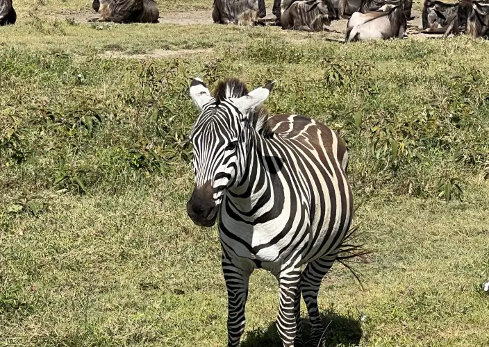 The Signature Luxury Safari Experience - Ndutu - Photo of the day