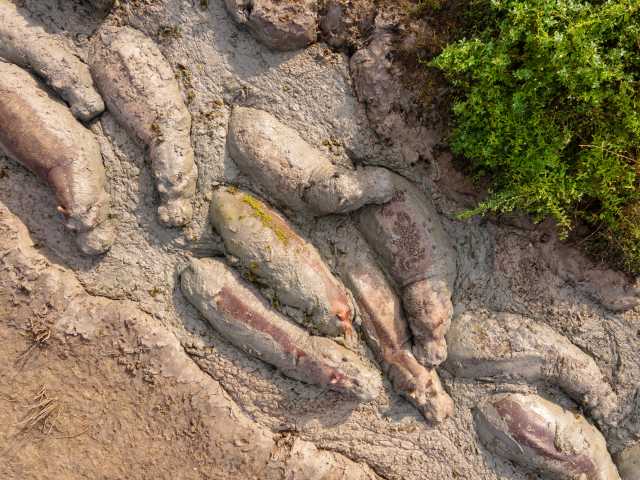 12 days in Uganda, exclusive mid-range, with gorillas and wildlife safari.