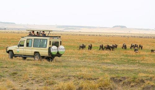 Safari de migración de ñus en temporada de parto - Ndutu hacia el centro del Serengeti (B, L, D) - Ndutu to Central Serengeti (B, L, D)