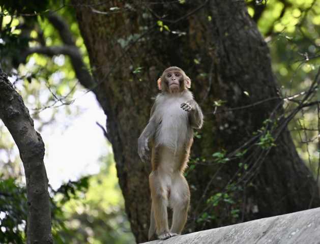 Tengboche - Trekking corto al Everest
