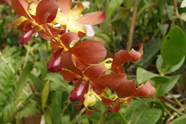 Familievakantie naar Sri Lanka