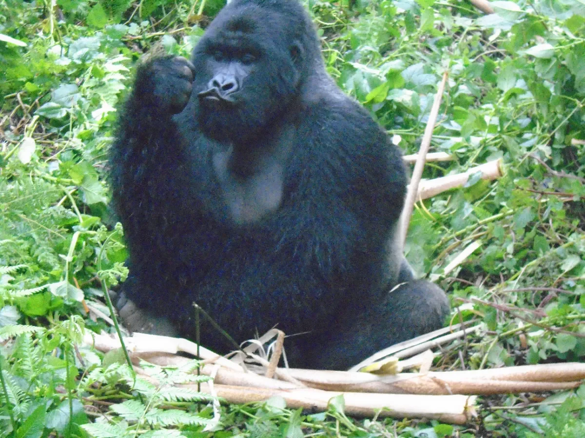 Excursión de 3 días para ver gorilas de montaña y monos dorados - Excursión de gorilas de montaña - Foto del día