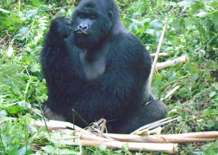 Trilha de 3 dias para Gorilas da Montanha e Macacos Dourados - Trilha de gorilas da montanha - Tagesfoto