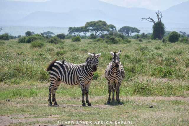 6-tägige Maasai Mara, Lake Naivasha, Amboseli Nationalpark
