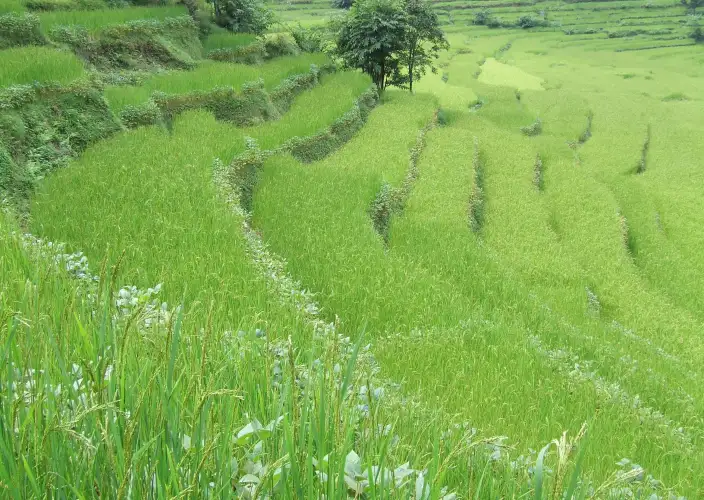 Magisch Annapurna - Kopra Danda Trek - Rijd naar Kimche – 1640m – Wandel naar Tadapani – 2690m - Foto van de dag