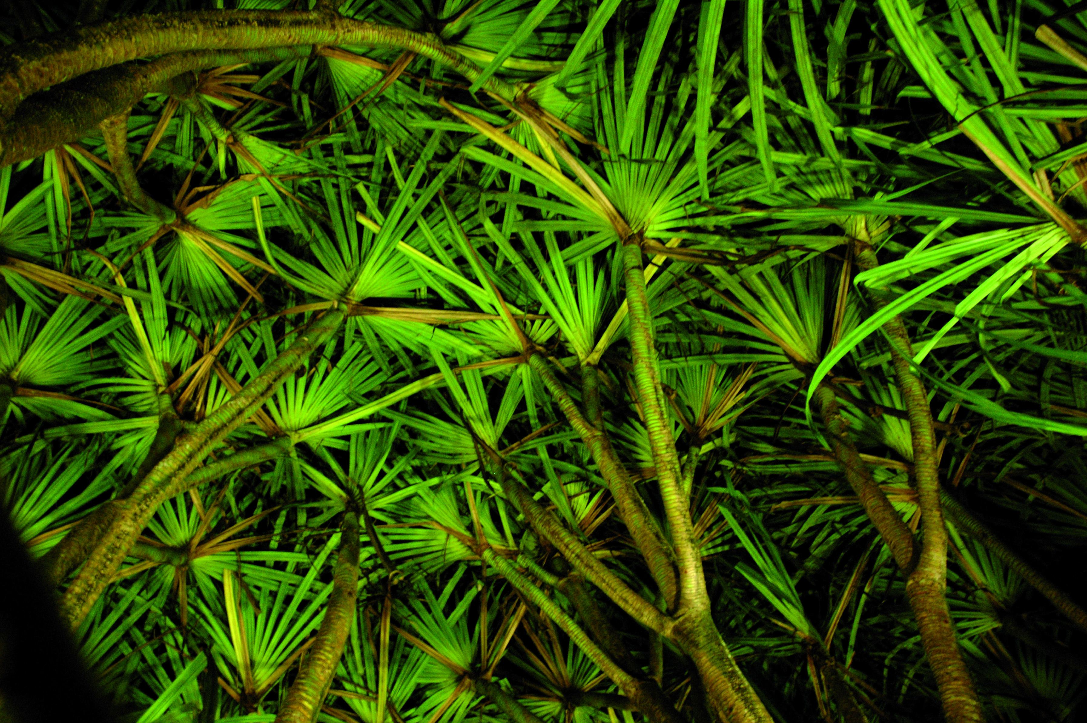 Descubrimiento del verdadero Costa Rica, orientado hacia la tierra y la agricultura. - Refugio Baru y Valle de Dota - Refuge Baru et Vallée de Dota