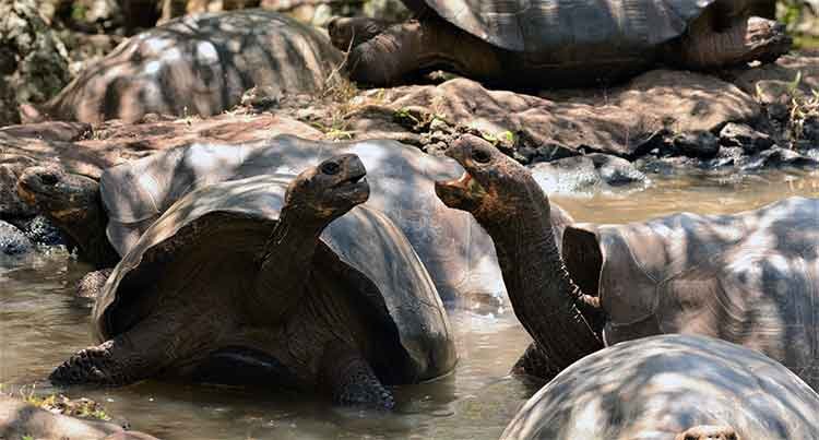 Voyage au milieu du monde - 16J - Exploration de la partie haute de San Cristobal - Exploration de la partie haute de San Cristobal
