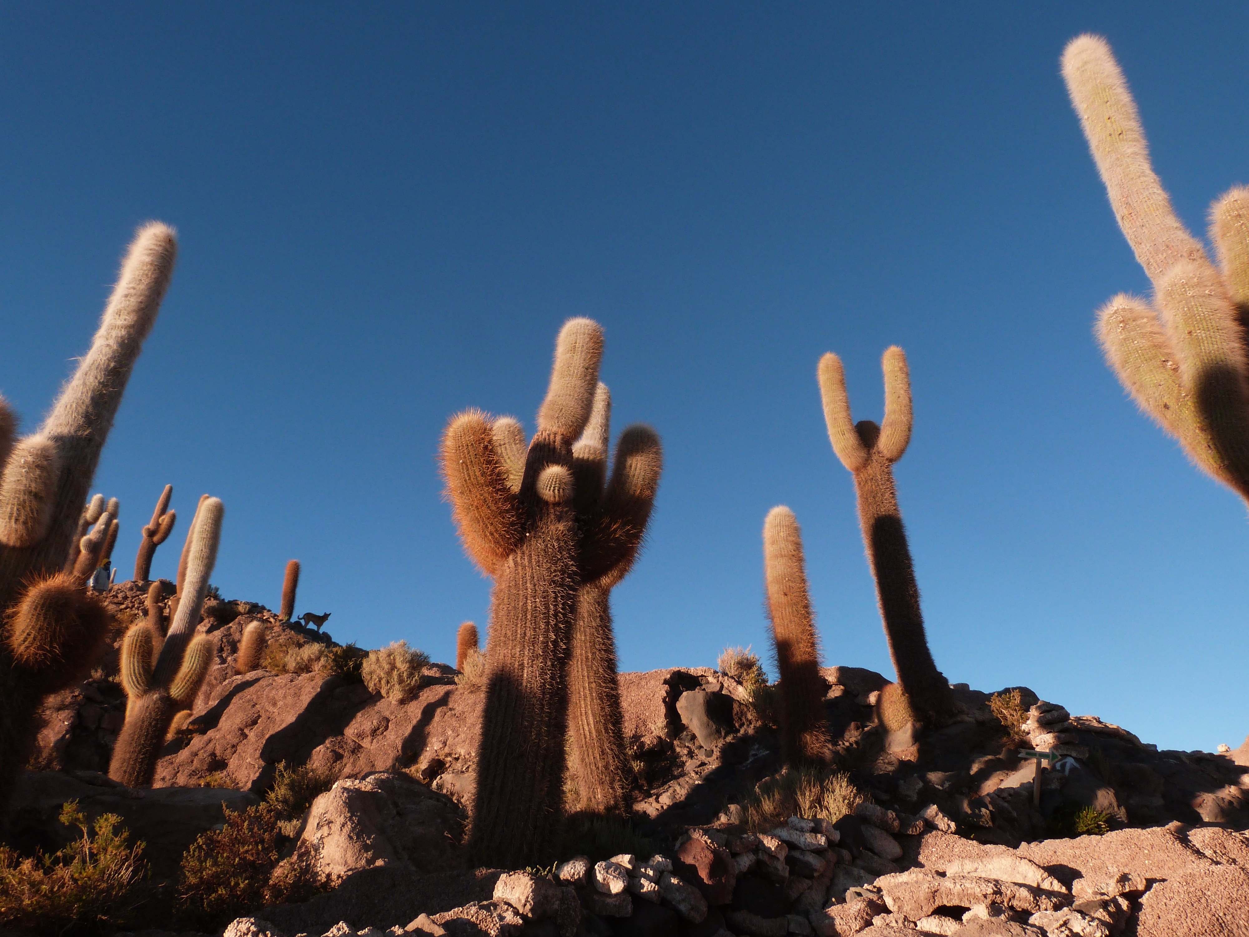 Reinvented Bolivia: a grand tour between culture and immensity - 4x4 excursion in the Lipez, from Tupiza to the Uyuni Salt Flats - Photo of the day