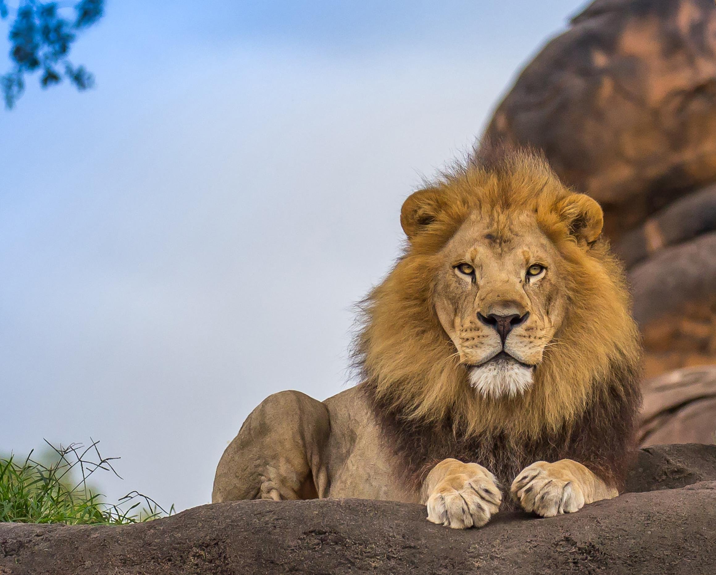 Un premier pas en Afrique du Sud - Rencontre avec Daktari - Le parc Kruger, grandeur nature - Rencontre avec Daktari - Le parc Kruger grandeur nature