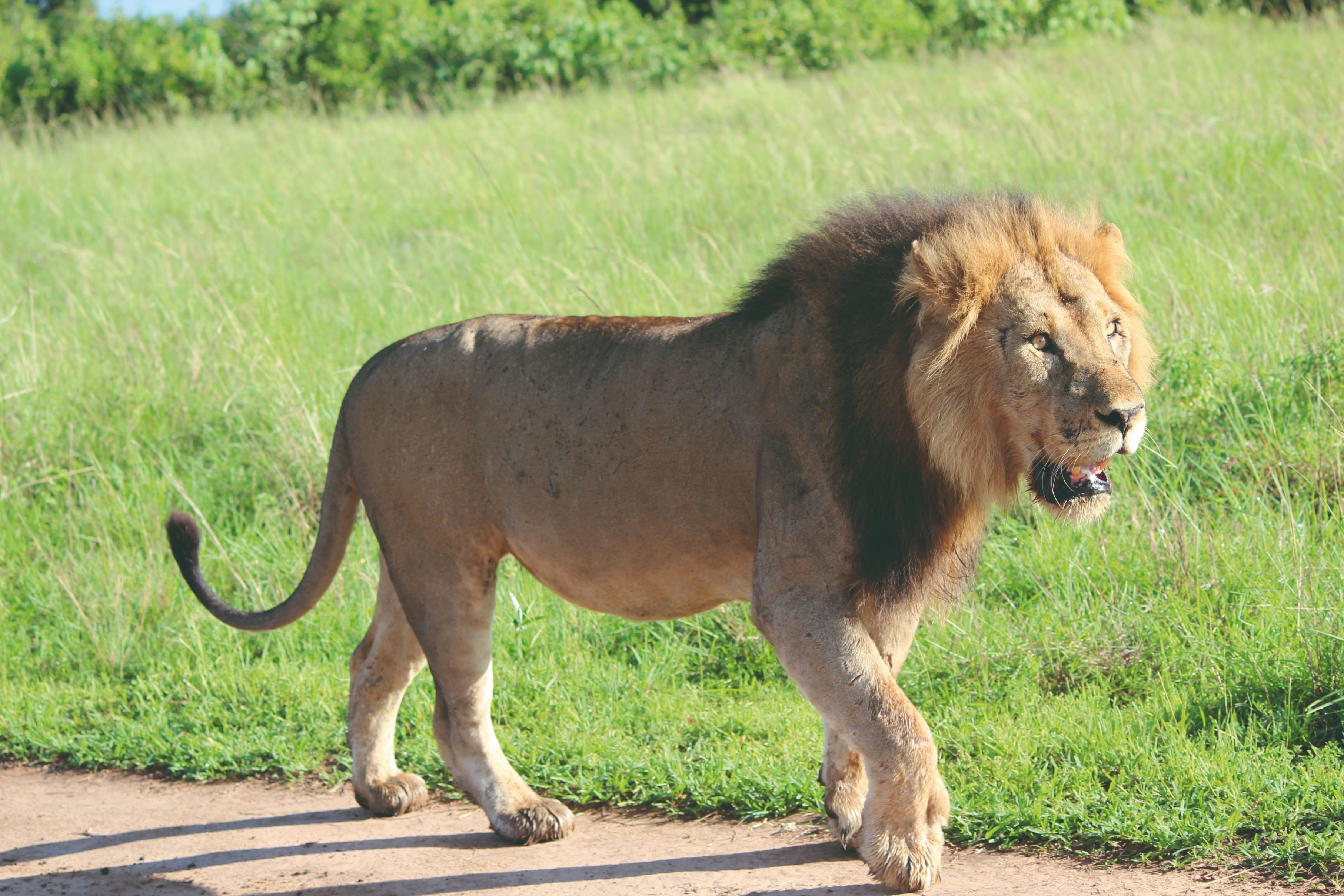 Estancia de 12 días en Ruanda y Uganda. - Visita al Parque Nacional Queen Elizabeth para observar animales. - Visite du parc national de Queen Elisabeth pour y voir des animaux