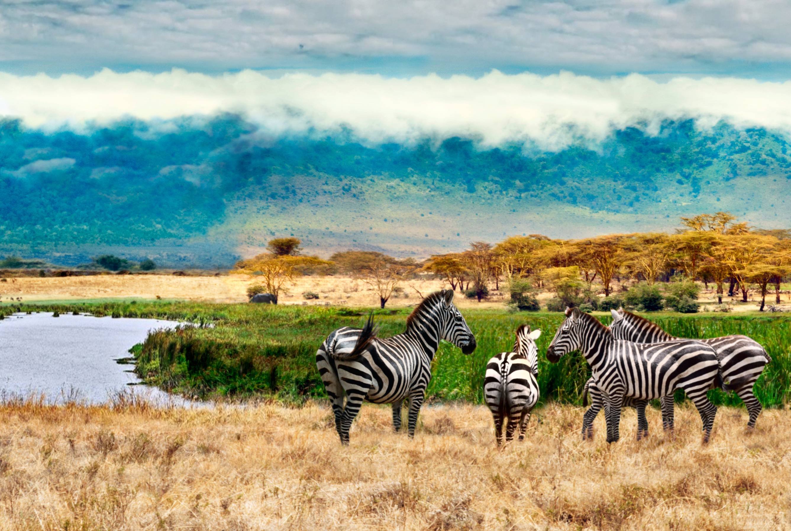 6 jours de safari de migration en Tanzanie. - Cratère du Ngorongoro - Parc national du Serengeti - Cratère du Ngorongoro - Parc national du Serengeti
