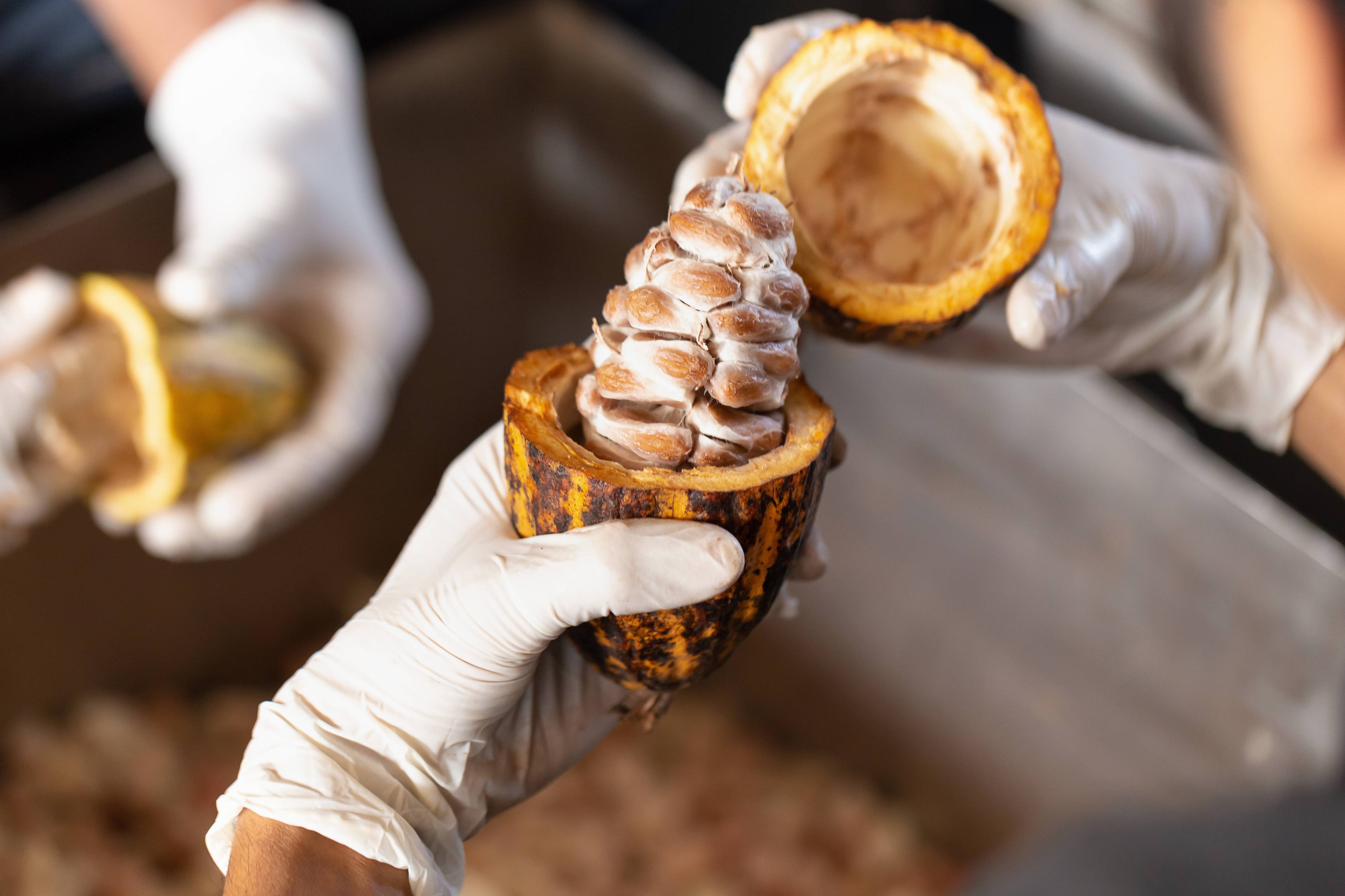 La ruta del cacao - Convertirse en especialista en cacao - Devenir spécialiste du cacao