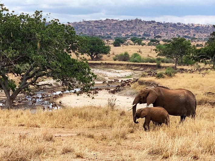 Safári Atemporal na Tanzânia & Escapada a Zanzibar - Safari Começa no Parque Nacional de Tarangire - Foto do dia