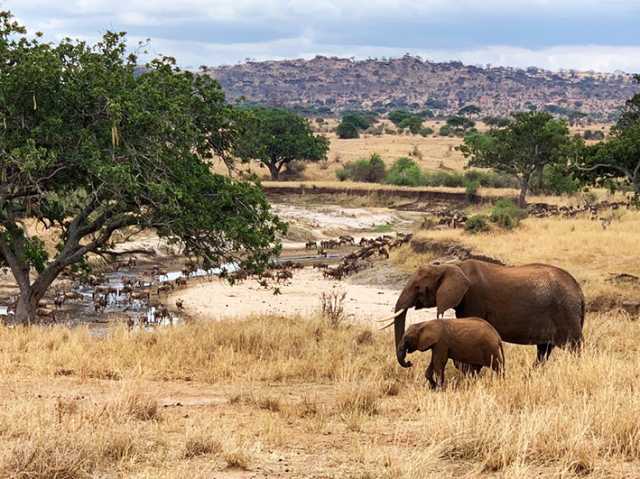 Safári Atemporal na Tanzânia & Escapada a Zanzibar