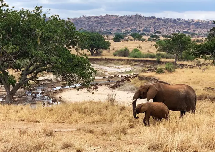 Safári Atemporal na Tanzânia & Escapada a Zanzibar - Safari Começa no Parque Nacional de Tarangire - Foto do dia