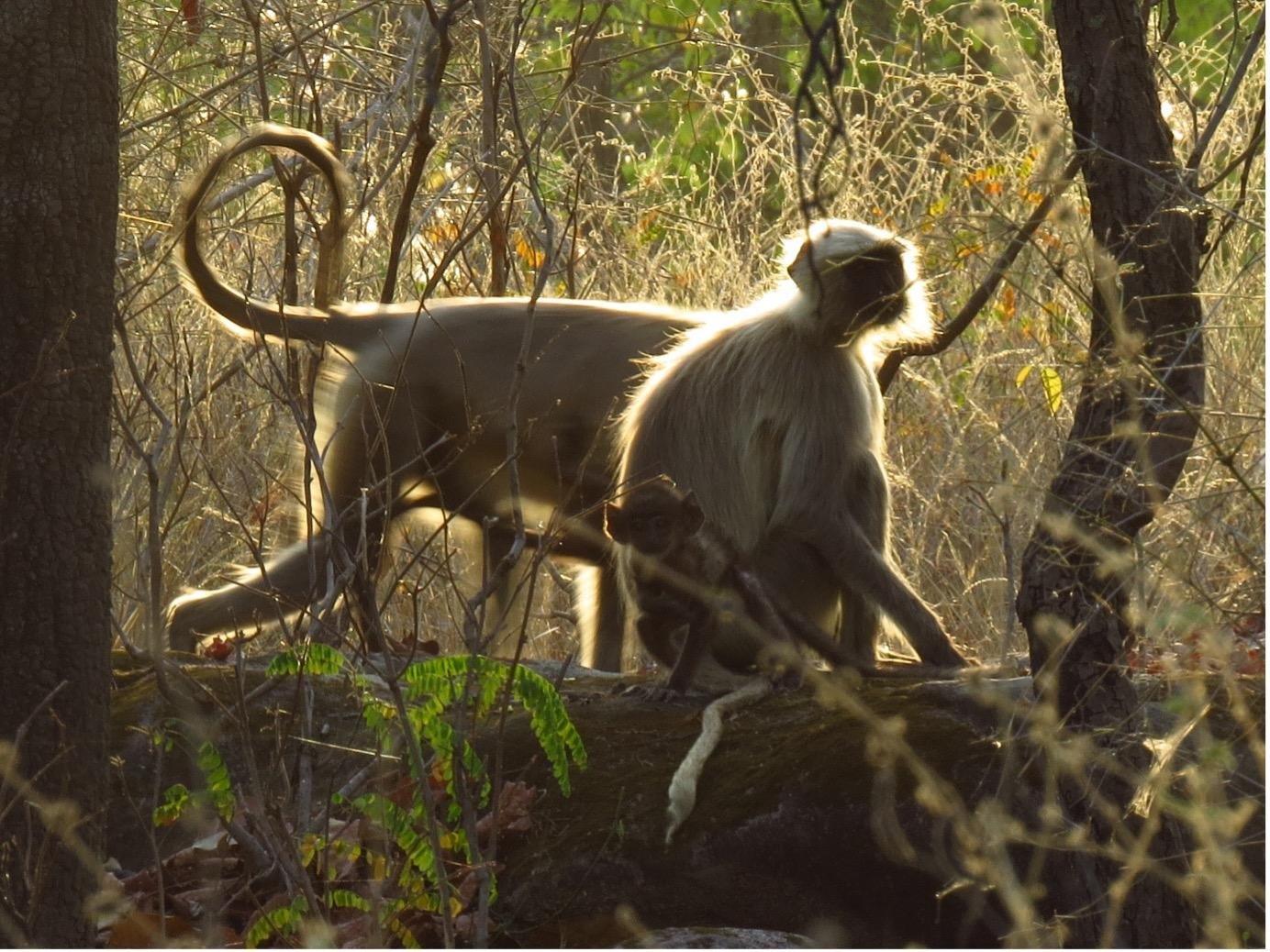 Échos de la jungle : safari dans la réserve de Bandhavgarh - À Bandhavgarh - À Bandhavgarh
