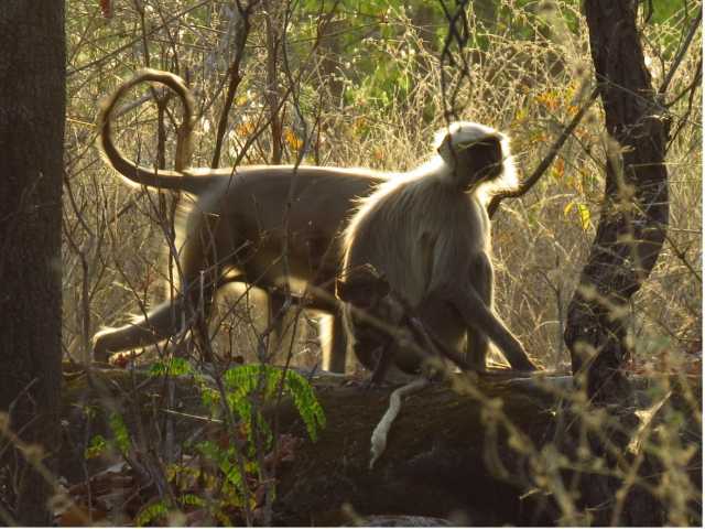 Echos aus dem Dschungel: Safari im Bandhavgarh-Reservat