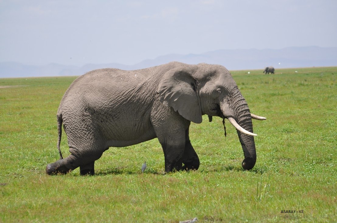 Experiência de Safari de 3 Dias em Amboseli - Nairobi – Parque Nacional de Amboseli - Foto do dia
