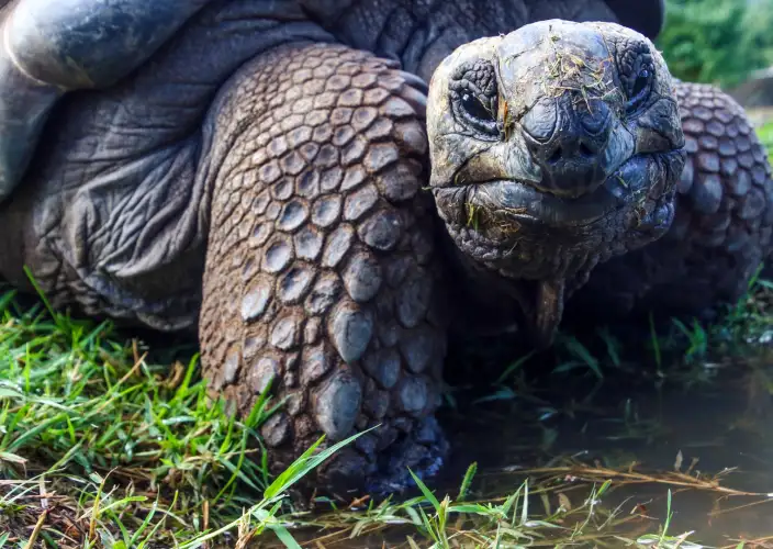 Cruzeiro às Galápagos a bordo do Golondrina - Santa Cruz - Foto do dia