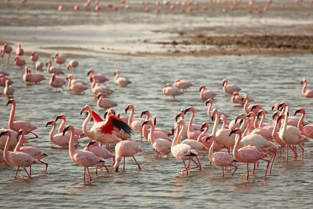 Los esenciales de Namibia