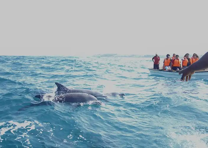 Remarkable Tanzania Safari Adventure - Dolphin Tour & Kizimkazi Village - Photo of the day