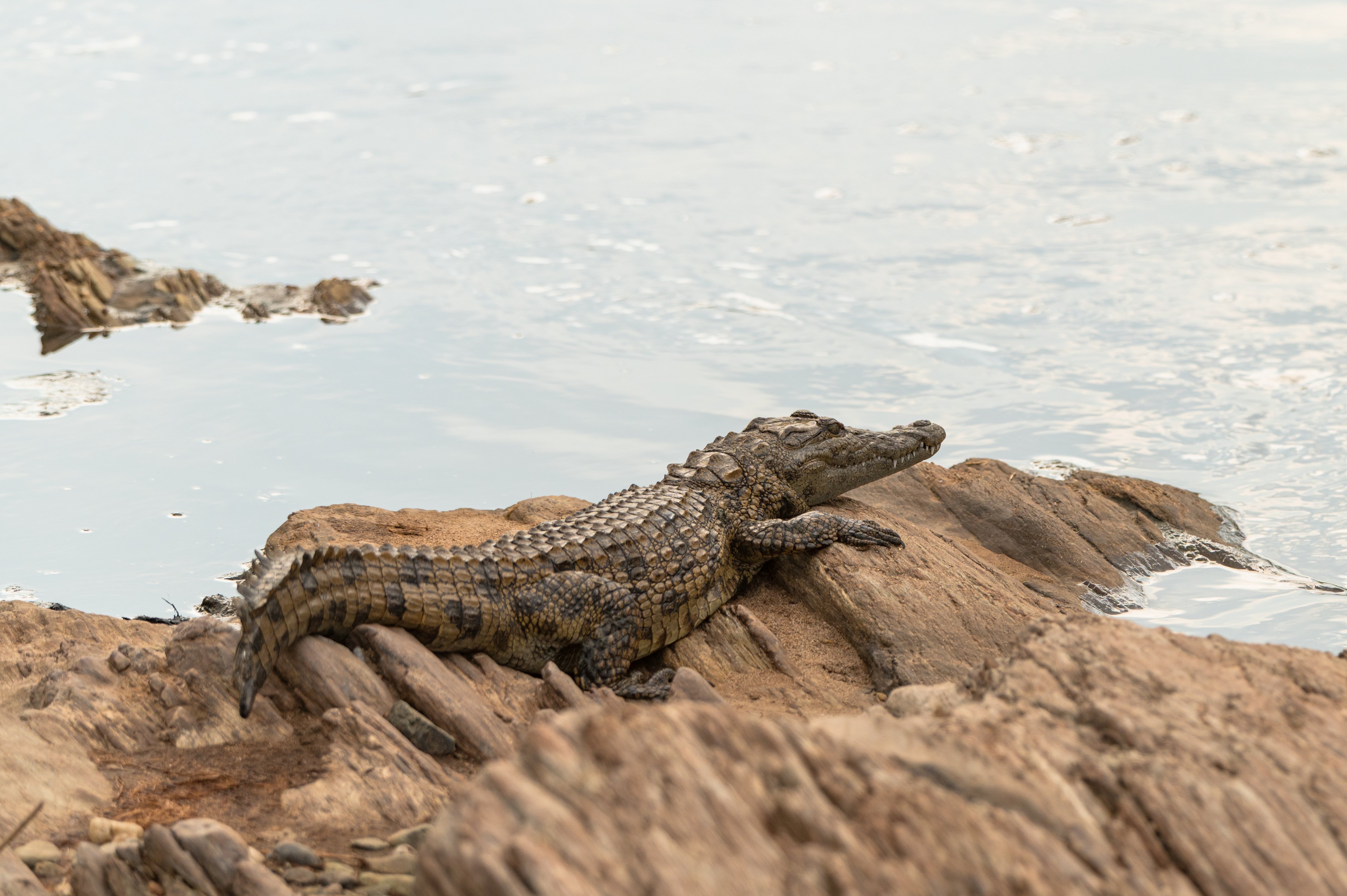 The Classic Northern Circuit Safari Experience - Full-Day Serengeti National Park - Photo of the day