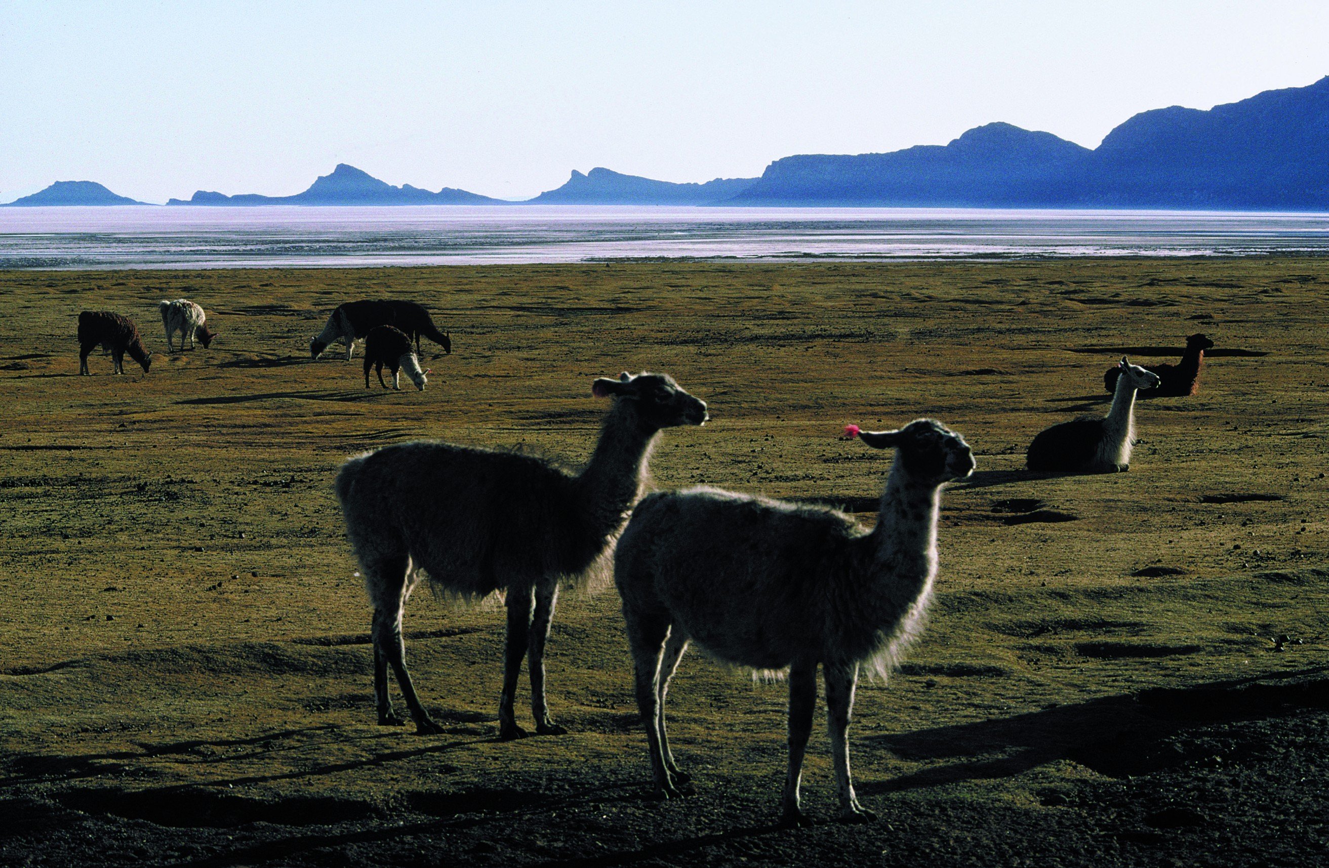 La Travesía de la Cordillera Real - Laguna Ajwani - Laguna Jurikhota - Laguna Ajwani - Laguna Jurikhota