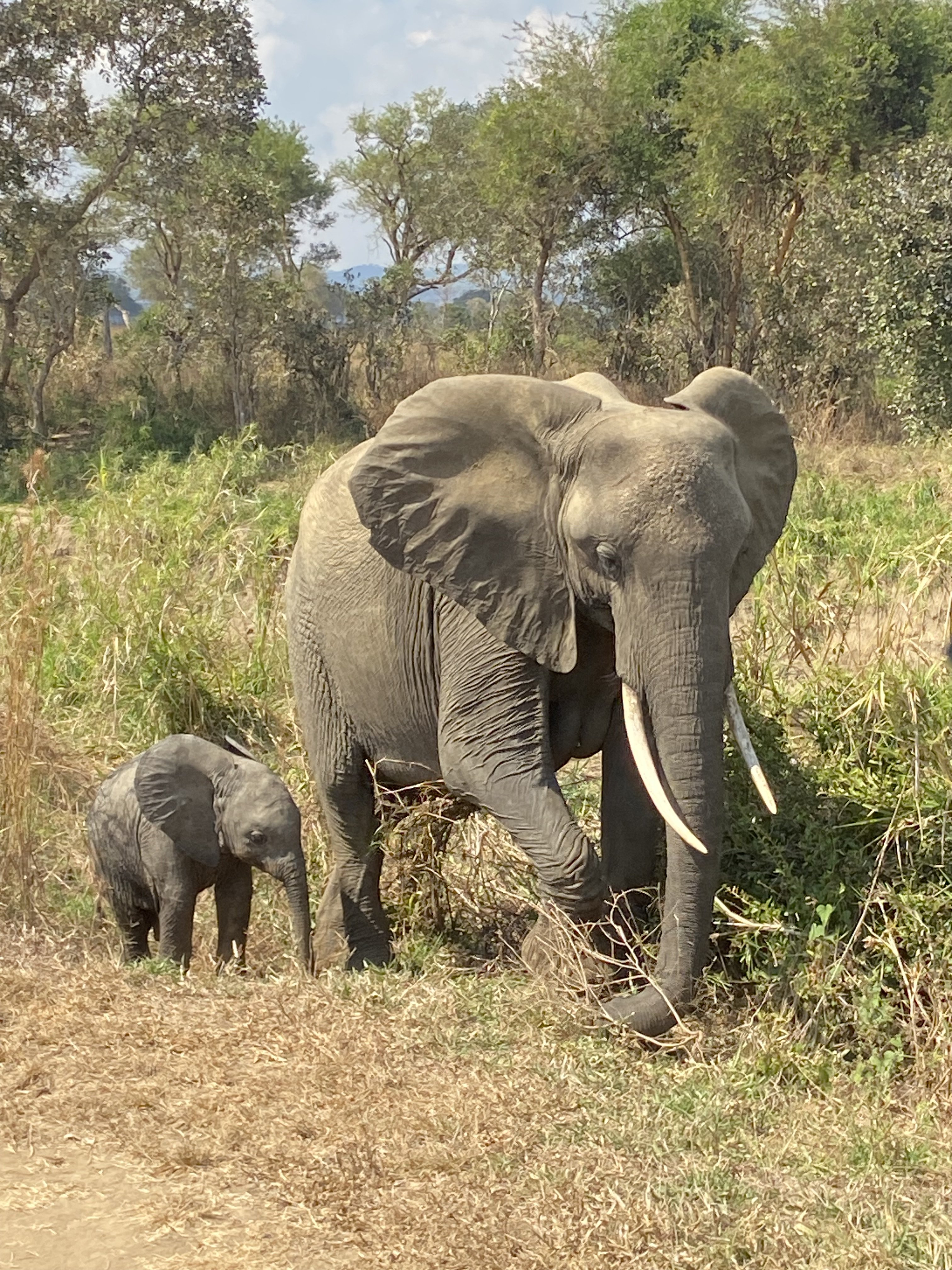 Budget-Safari und authentisches Abenteuer: Entdecken Sie ganz Tansania - Safari im Tarangire - Tagesfoto