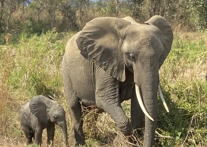 Budget-Safari und authentisches Abenteuer: Entdecken Sie ganz Tansania - Safari im Tarangire - Photo du jour