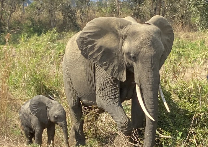 Safári Econômico e Aventura Autêntica: Explore Toda a Tanzânia - Safari em Tarangire - Foto do dia