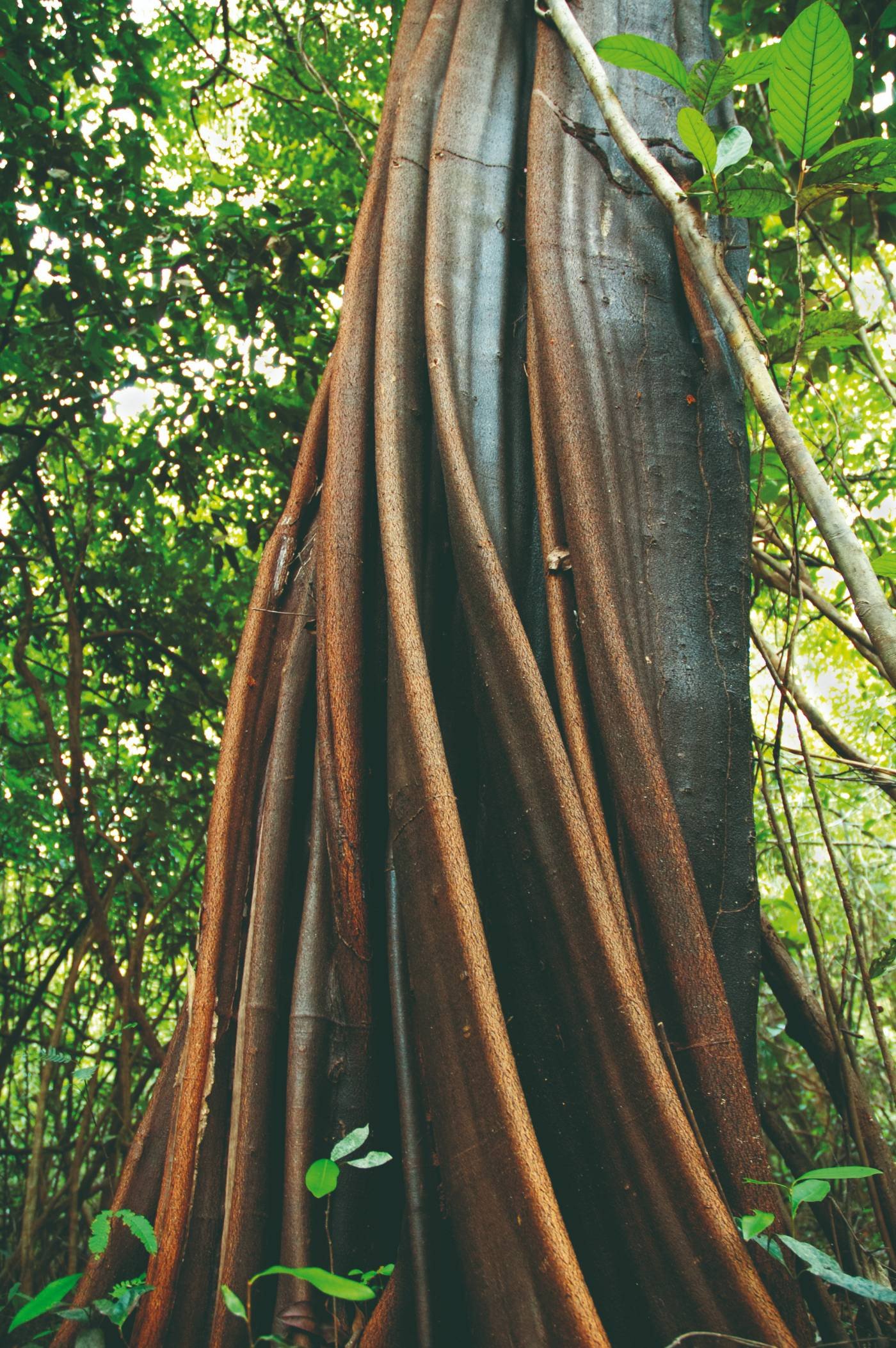 Viaje a Río - Amazonia y Ruta de las Emociones - Amazonia, naturaleza y cultura - Amazonie, nature et culture