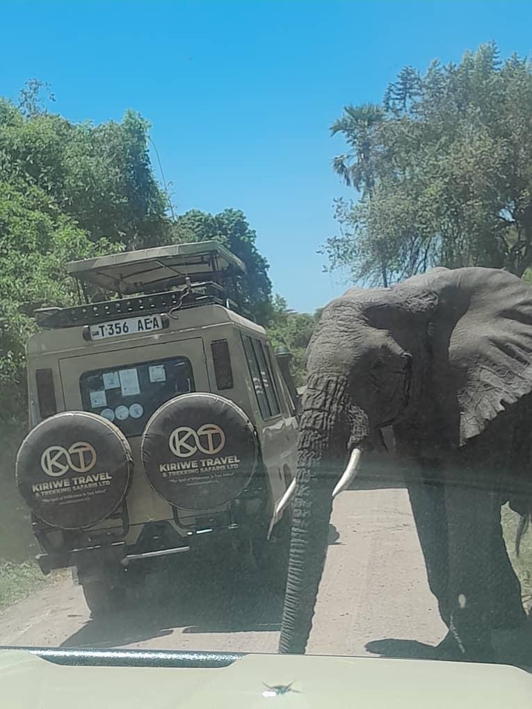 7 Days Tanzania Big Five Safari - Tarangire NP - Serengeti NP - FB - Foto del día