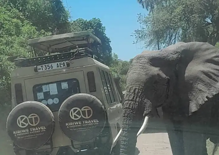 7 Tage Tansania Big Five Safari - Tarangire NP - Serengeti NP - VP - Photo of the day