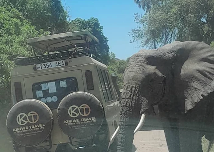 7 Days Tanzania Big Five Safari - Tarangire NP - Serengeti NP - FB - Photo of the day