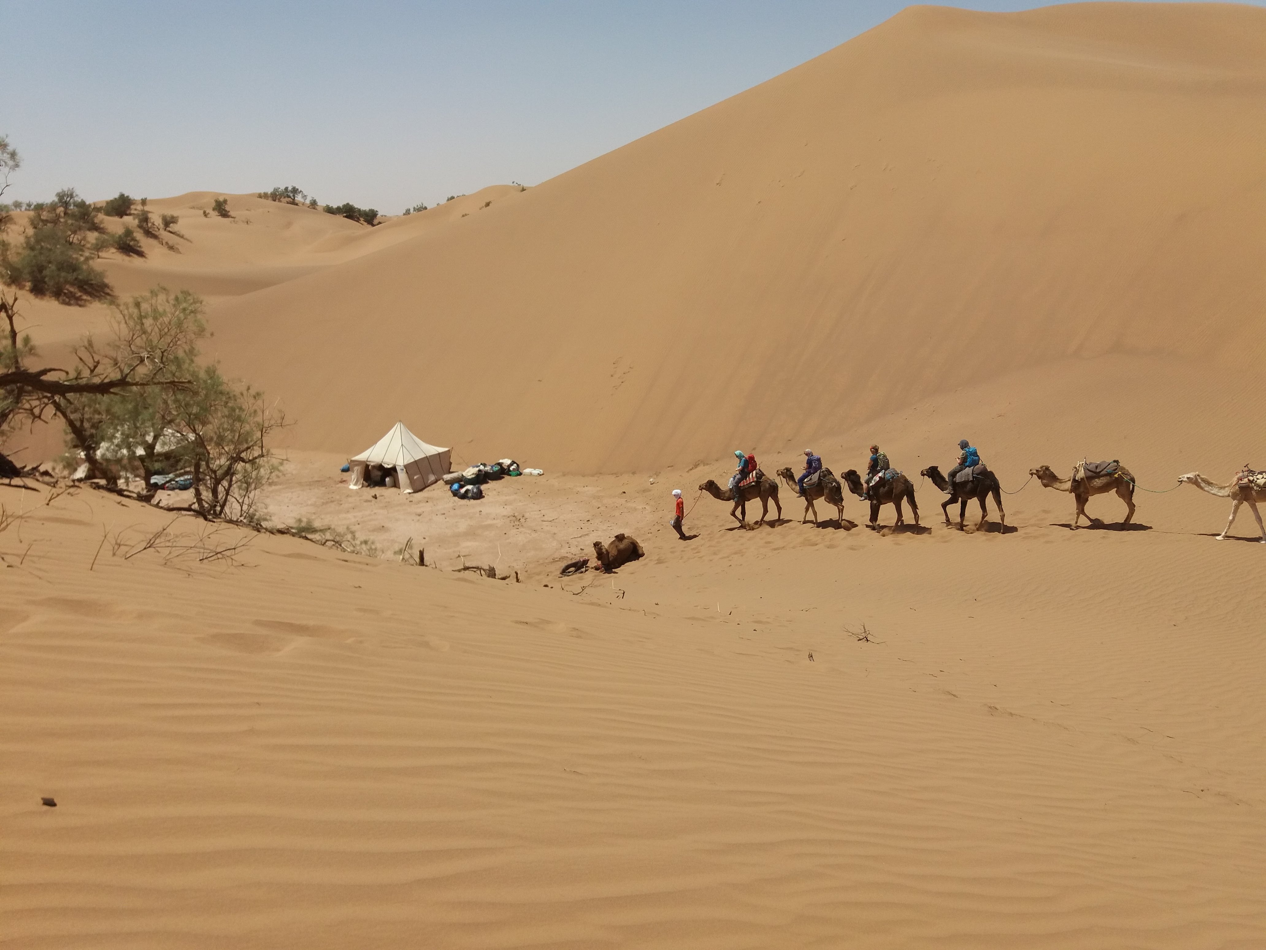 Trek et randonnée dans le désert – Vallée du Drâa – 5 jours - Dunes Larjam - Plateau désertique - dunes Regabi - Photo du jour