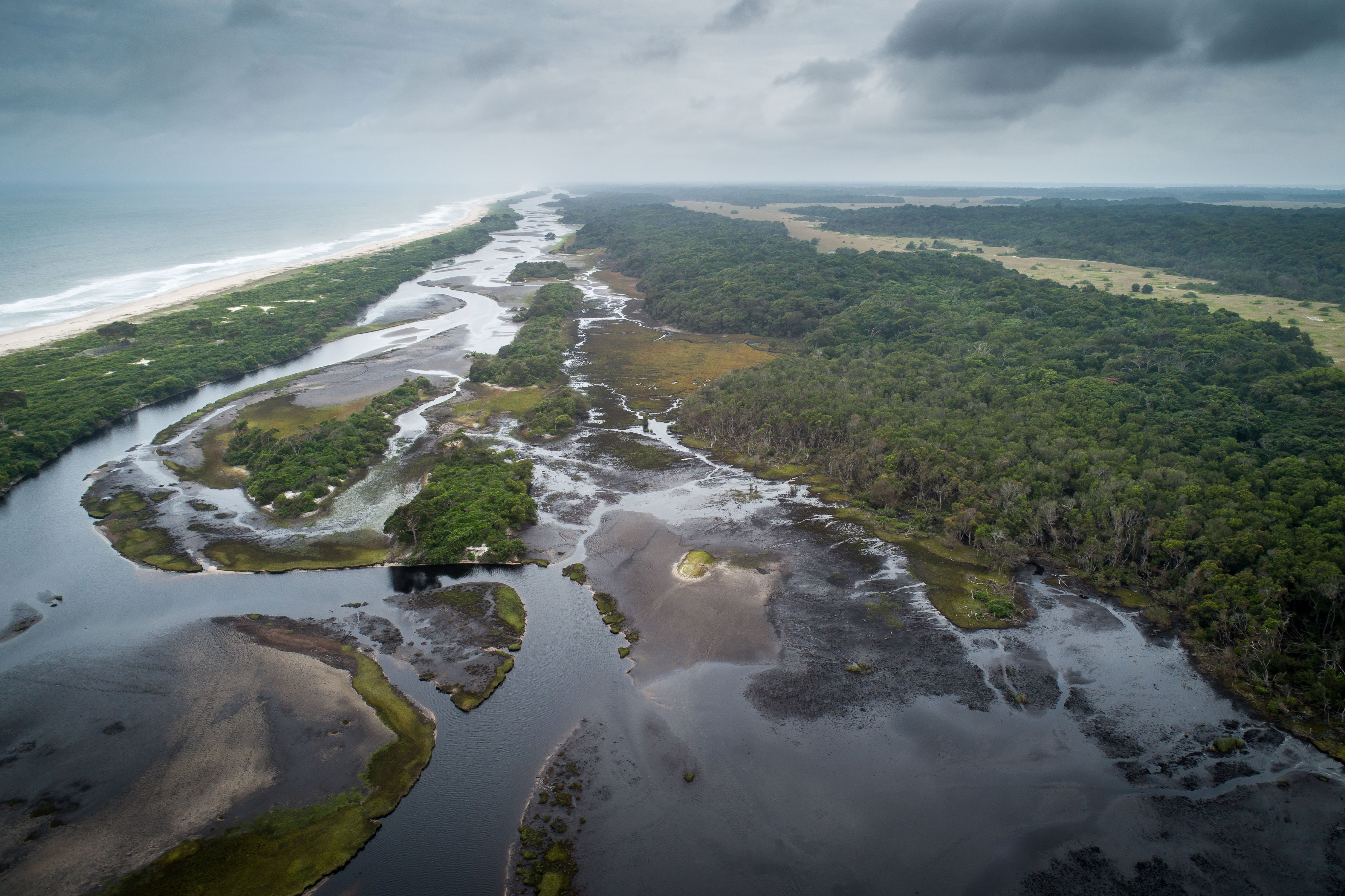 Experiência com Gorilas das Terras Baixas em África: Último Éden "GABÃO" - null - Foto do dia