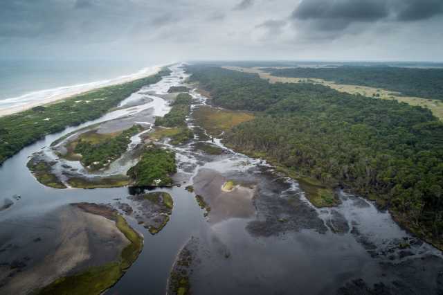 Experiência com Gorilas das Terras Baixas em África: Último Éden "GABÃO"