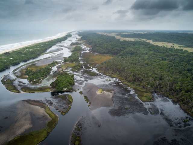 Experiência com Gorilas das Terras Baixas em África: Último Éden "GABÃO"