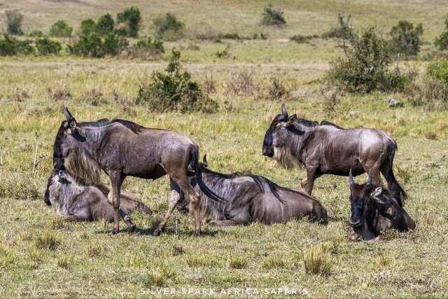 11-tägige Serengeti-, Maasai Mara-, Tarangire-, Amboseli-Park