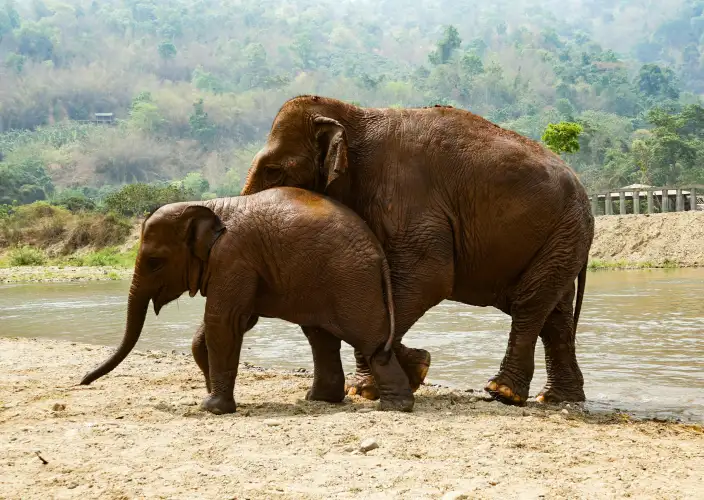 Essentiële hoogtepunten van Thailand: Bangkok, Chiang Rai en Chiang Mai - Chiang Mai. Einde van de reis - Foto van de dag