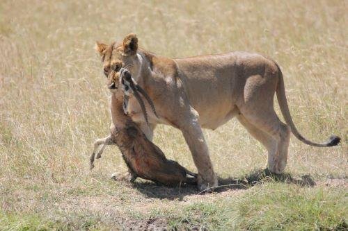 The Serengeti Trail - Tarangire, Serengeti & Ngorongoro - Serengeti National Park (B, L, D) - Serengeti National Park (B, L, D)