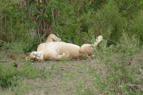 5 Day Serengeti & Ngorongoro Safari - Departure Day (B) - Departure Day (B)